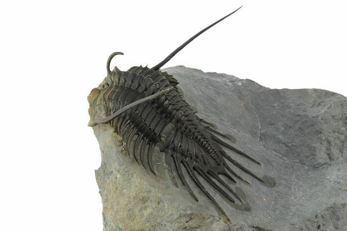 Spiny Psychopyge Trilobite - Issoumour, Morocco #350539
